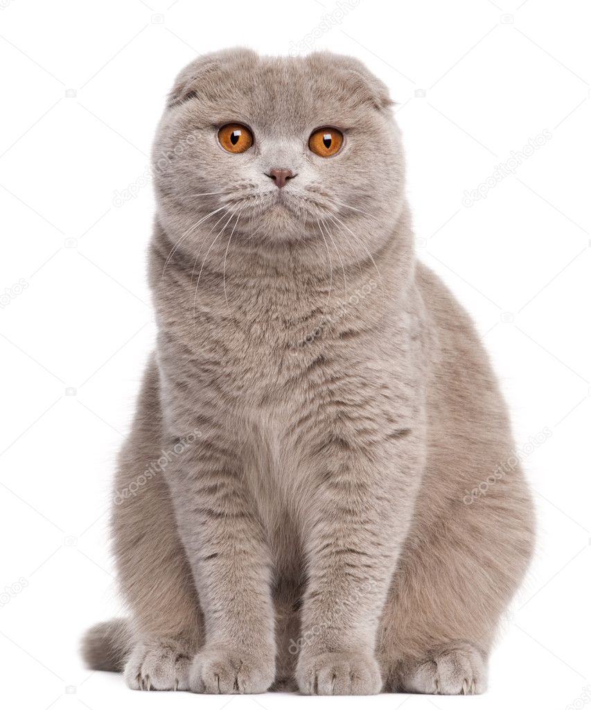 Scottish Fold cat, 9 and a half months old, sitting in front of white  background Stock Photo by ©lifeonwhite 10901840