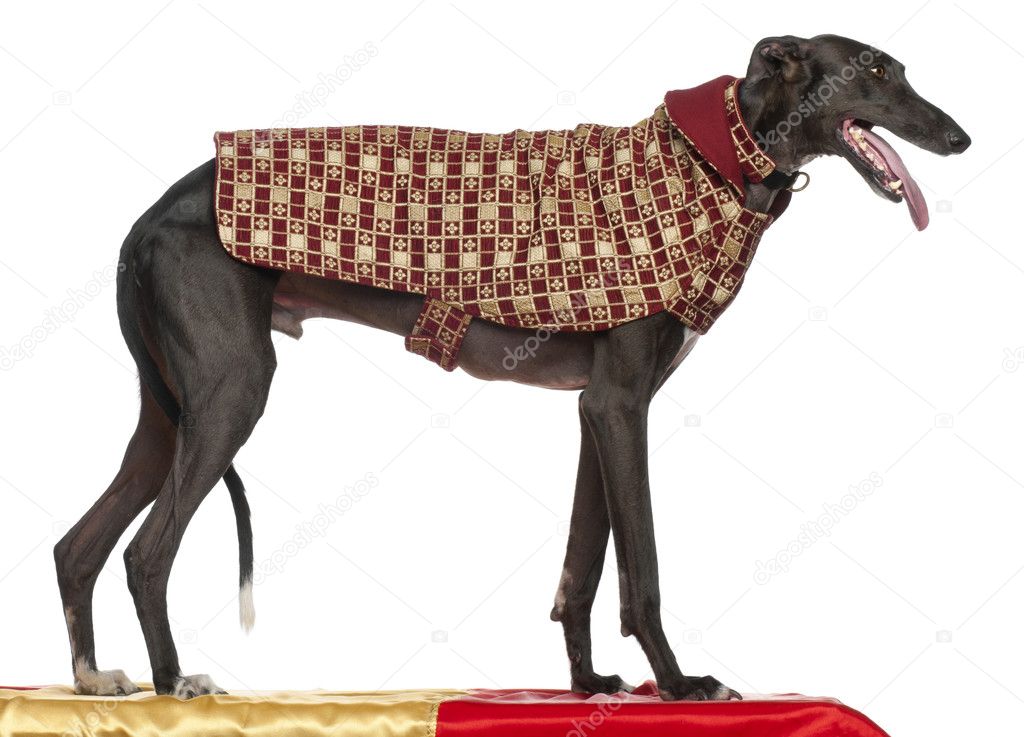 Galgo Espaol, 3 years old, standing on table and wearing coat in front of white background