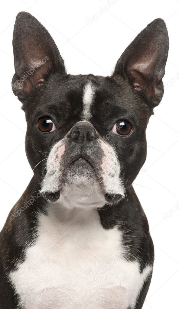 Close-up of Boston Terrier, 1 year old, in front of white backgr