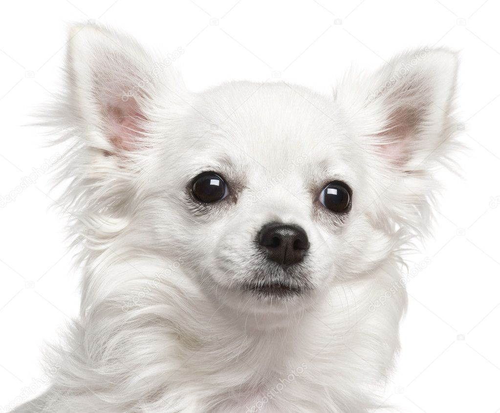Close-up of Chihuahua, 7 months old, in front of white backgroun