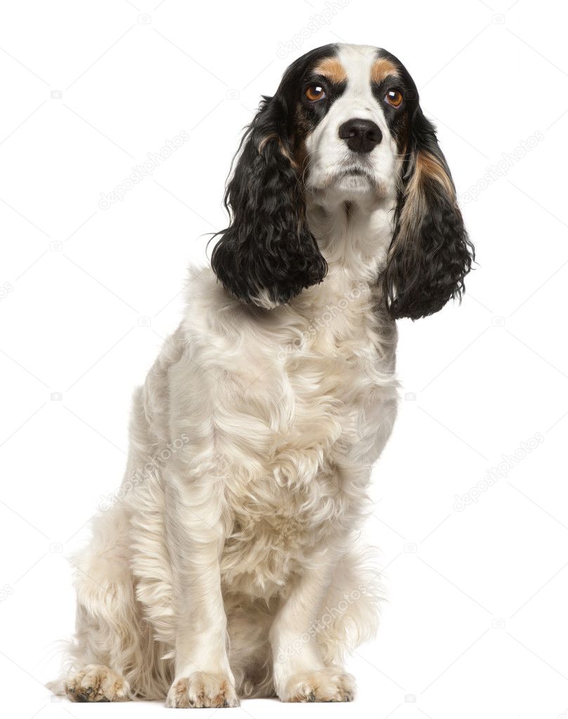 English Cocker Spaniel, 6 years old, sitting in front of white b