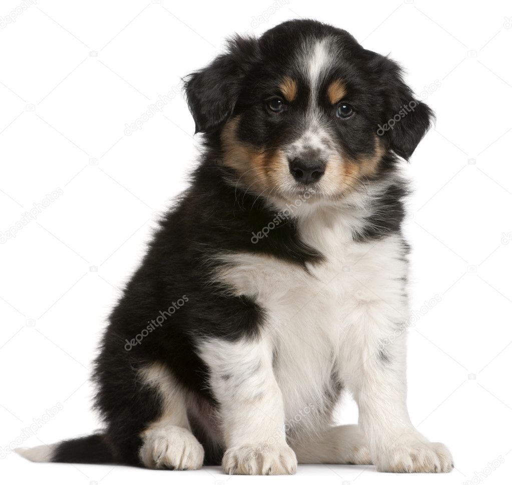 Border Collie puppy, 6 weeks old, sitting in front of white back
