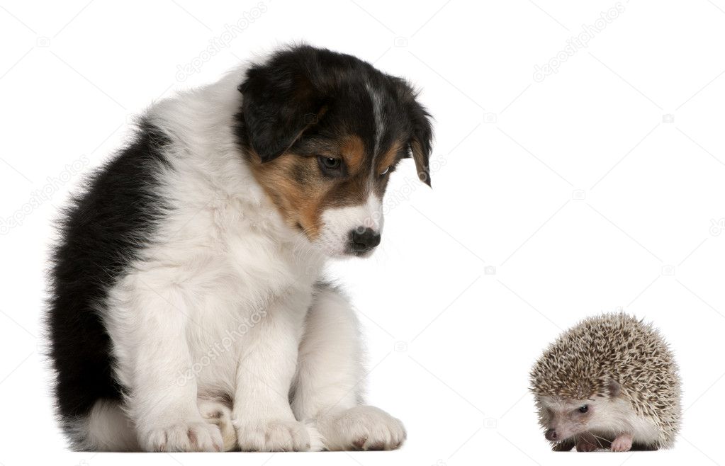 Border Collie puppy, 6 weeks old, playing with a hedgehog, 6 months old