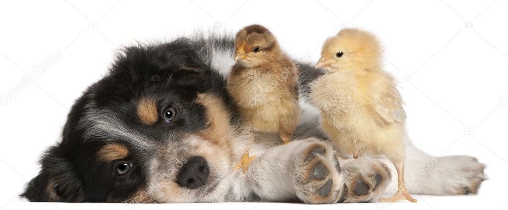 Border Collie puppy, 6 weeks old, playing with chicks