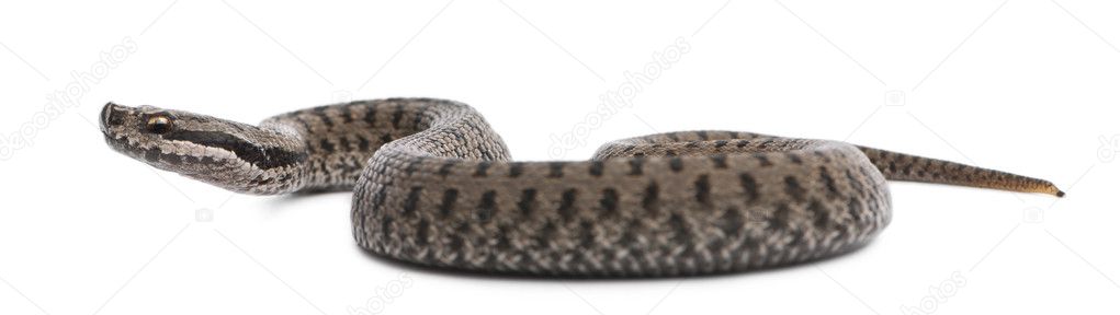 Common European adder or common European viper, Vipera berus, in front ...