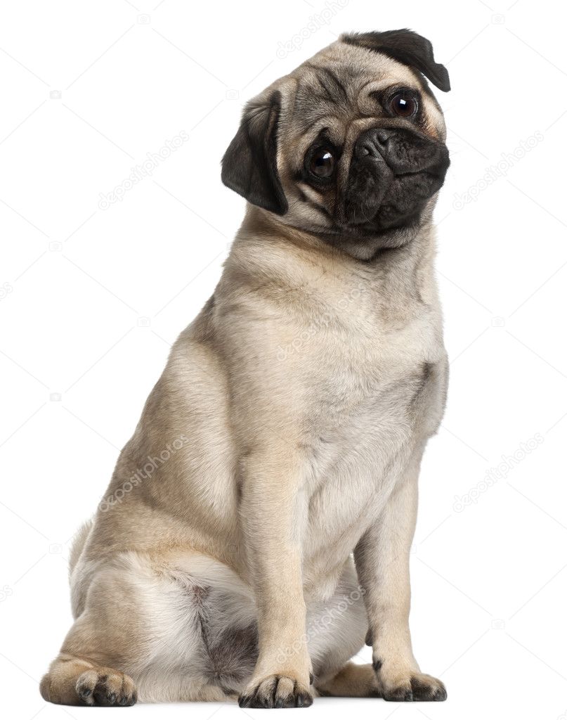 Pug, 8 months old, sitting in front of white background