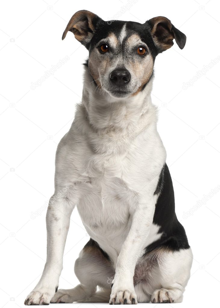 Jack Russell Terrier, 12 years old, sitting in front of white ba