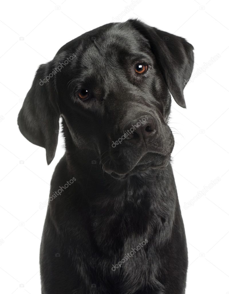 Close-up of Labrador Retriever, 10 months old, in front of white