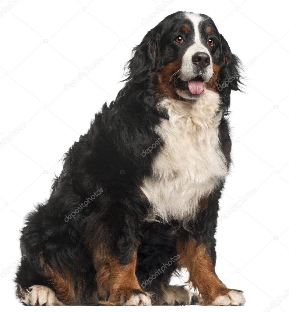 Bernese Mountain Dog, 20 months old, sitting in front of white b