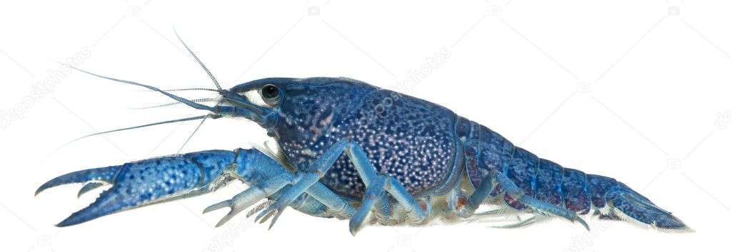 Blue crayfish also known as a Blue Florida Crayfish, Procambarus alleni, in front of white background