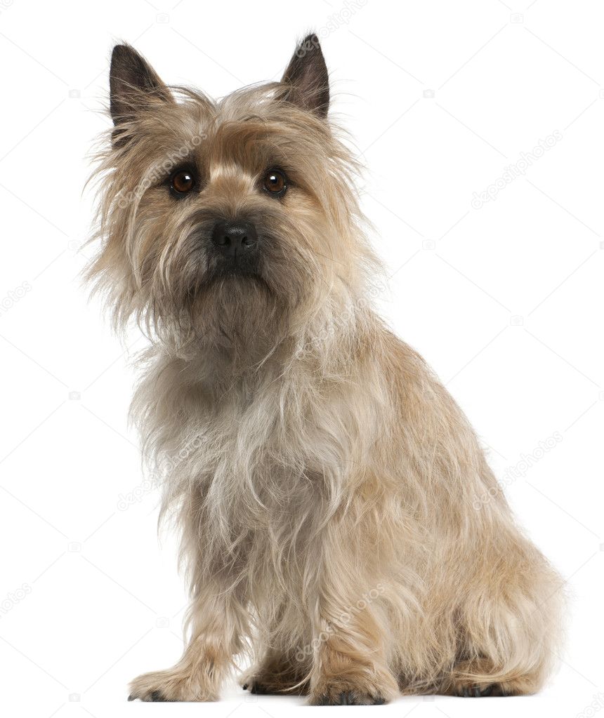 Cairn Terrier, 18 months old, sitting in front of white backgrou