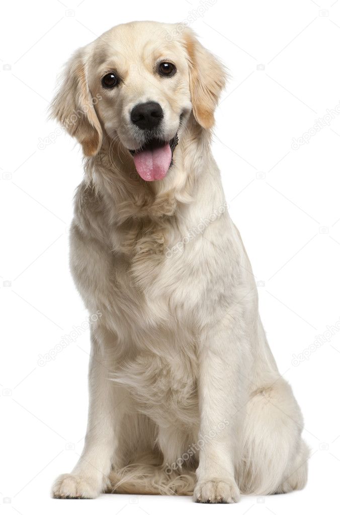 Golden Retriever, 10 months old, sitting in front of white backg
