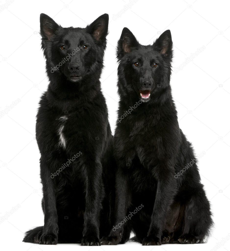 Greenland Dogs, 1 year old, sitting in front of white background