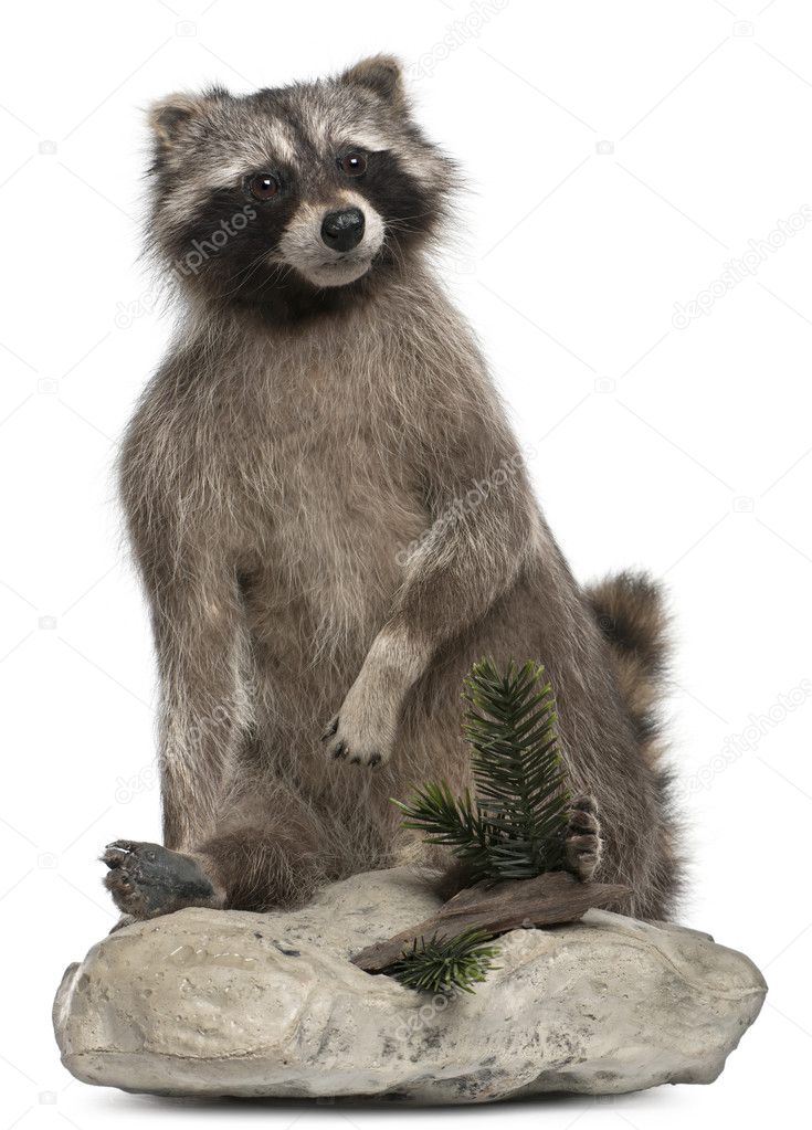 Stuffed North American raccoon also known as the common raccoon, in front of white background