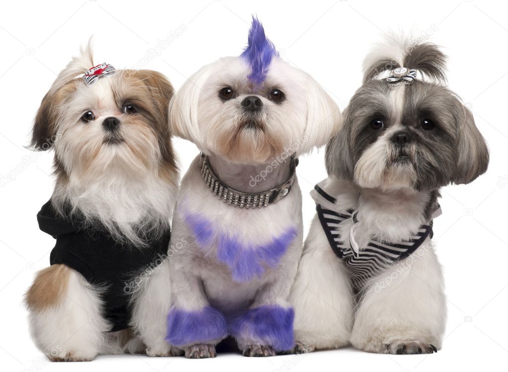 Three Shih Tzus dressed up, 2 years old, 5 months old, and 6 yea