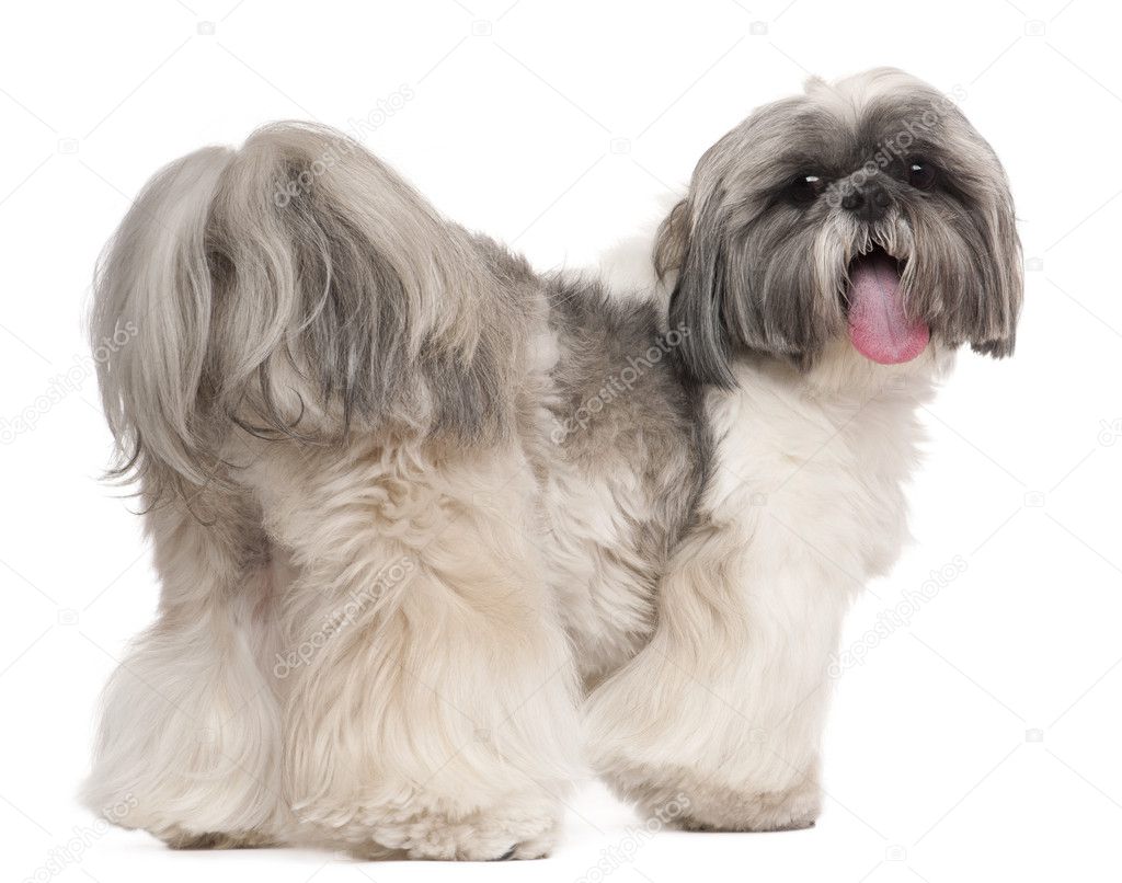 Shih Tzu panting, 2 years old, in front of white background