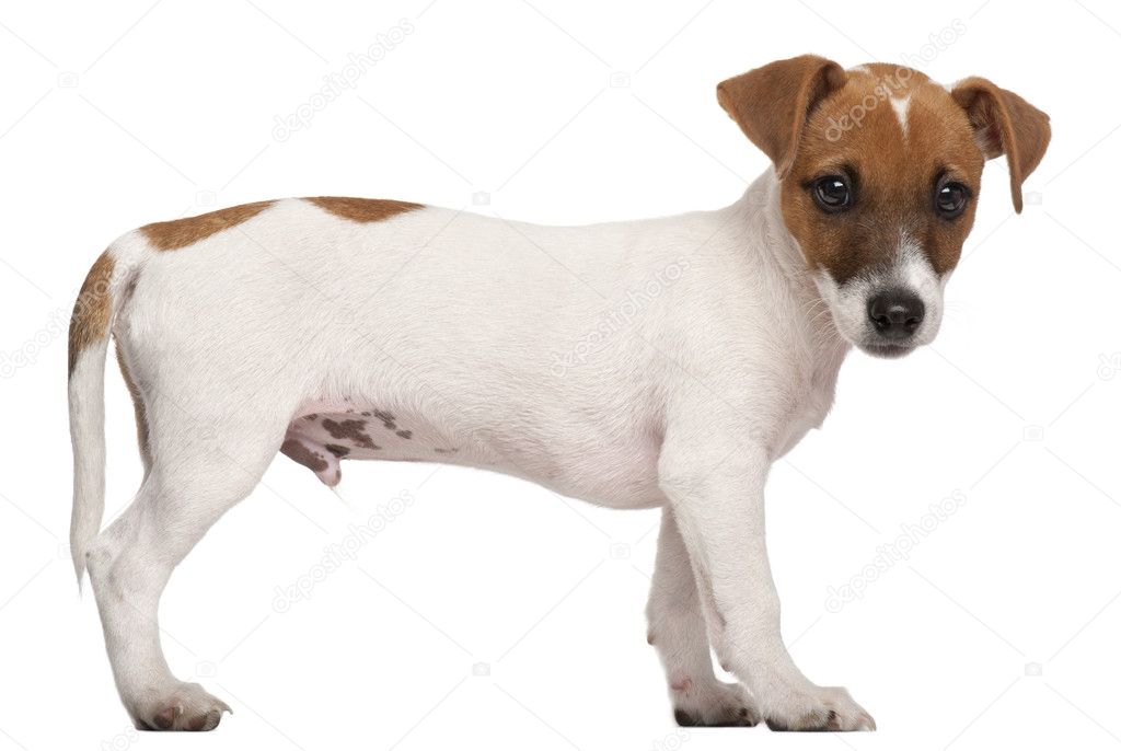 Jack Russell Terrier puppy, 3 months old, standing in front of w