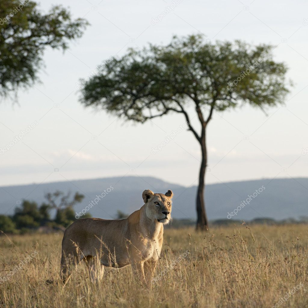 Lioness at the Serengeti National Park, Tanzania, Africa