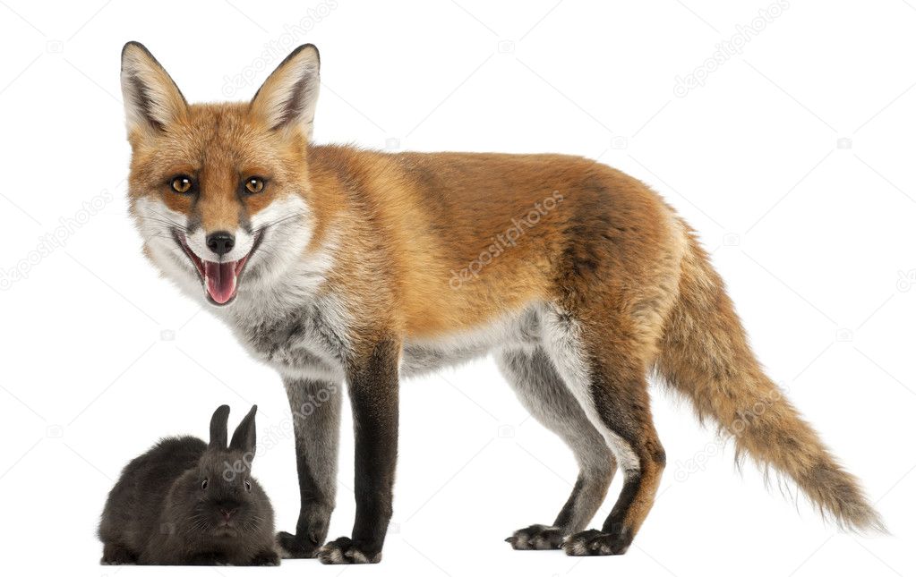 Red Fox, Vulpes vulpes, 4 years old, playing with a rabbit in front of white background