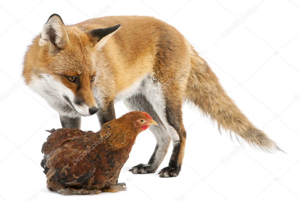 Red Fox, Vulpes vulpes, 4 years old, playing with a hen in front of white background