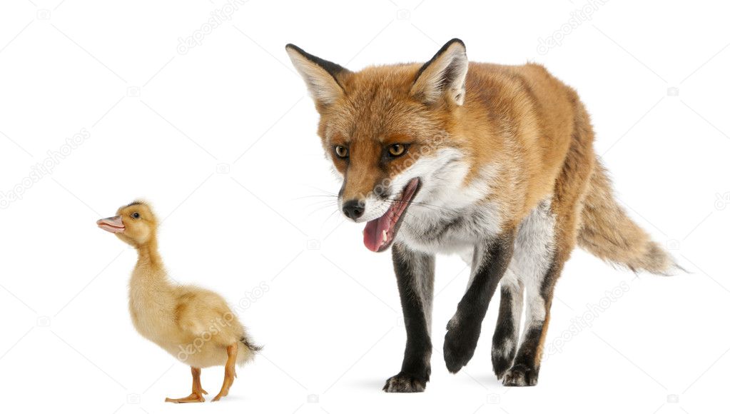 Red Fox, Vulpes vulpes, 4 years old, playing with a domestic duckling in front of white background