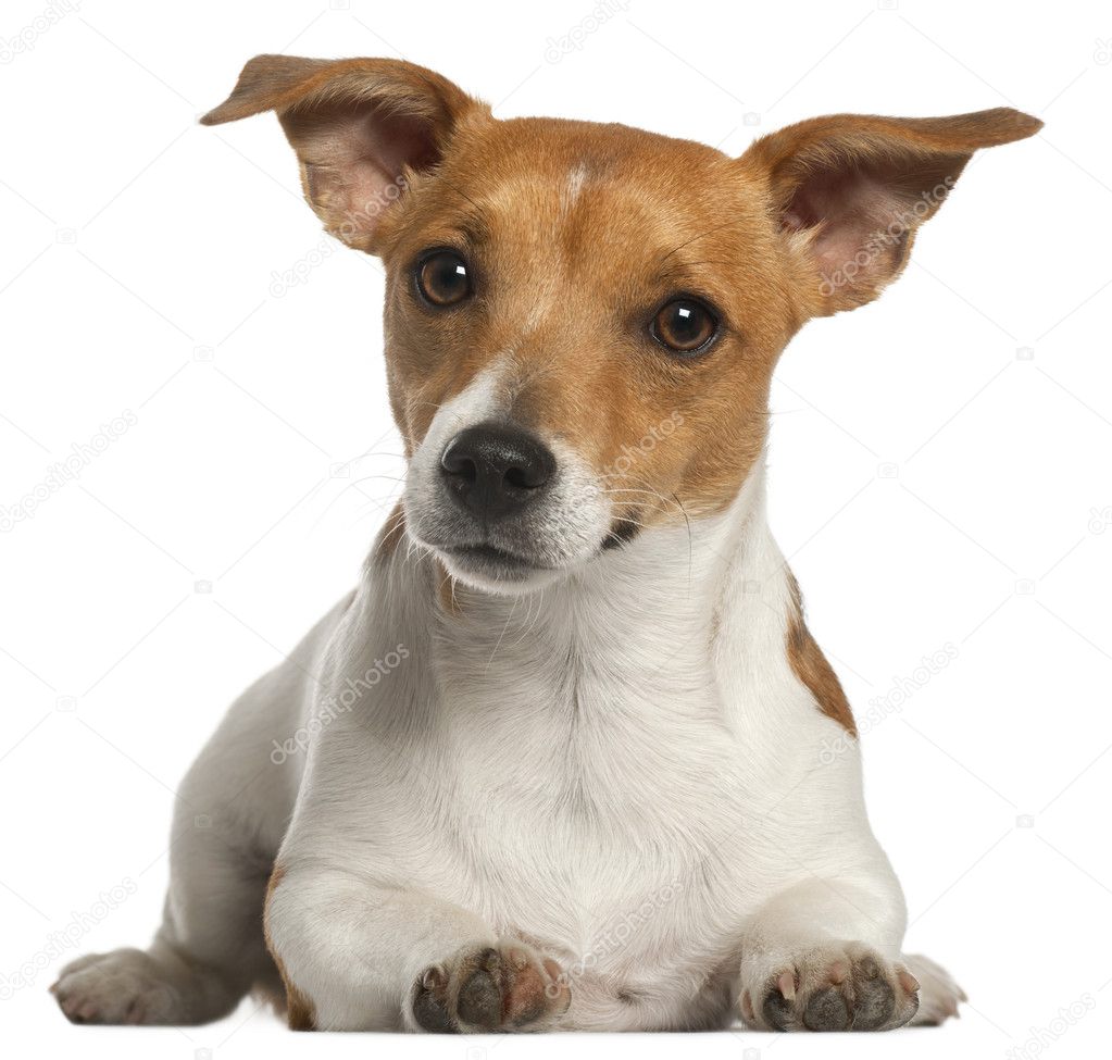 Jack Russell Terrier, 10 months old, lying in front of white background