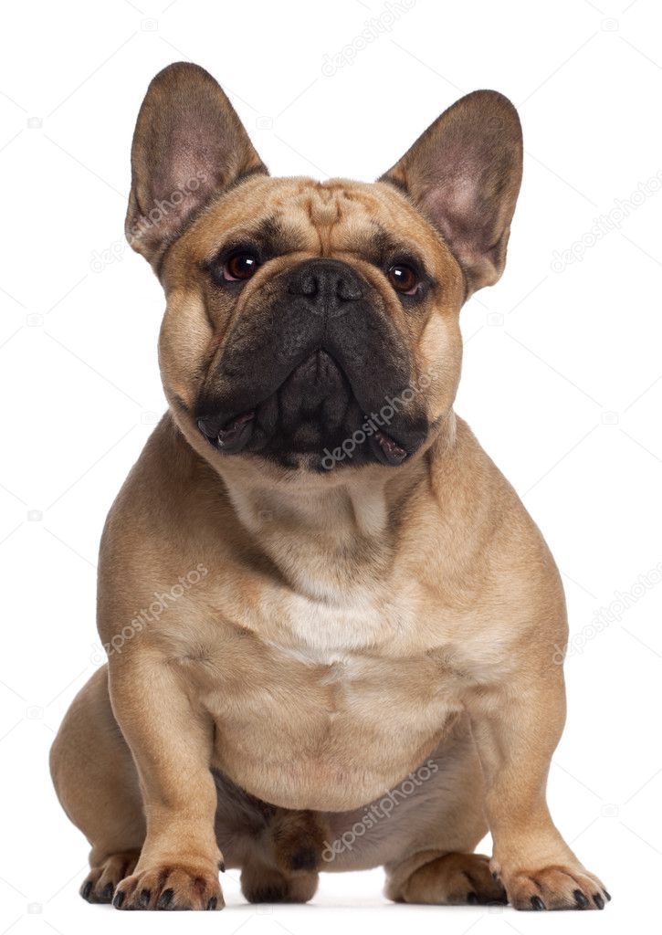 2 year old french bulldog best sale for sale