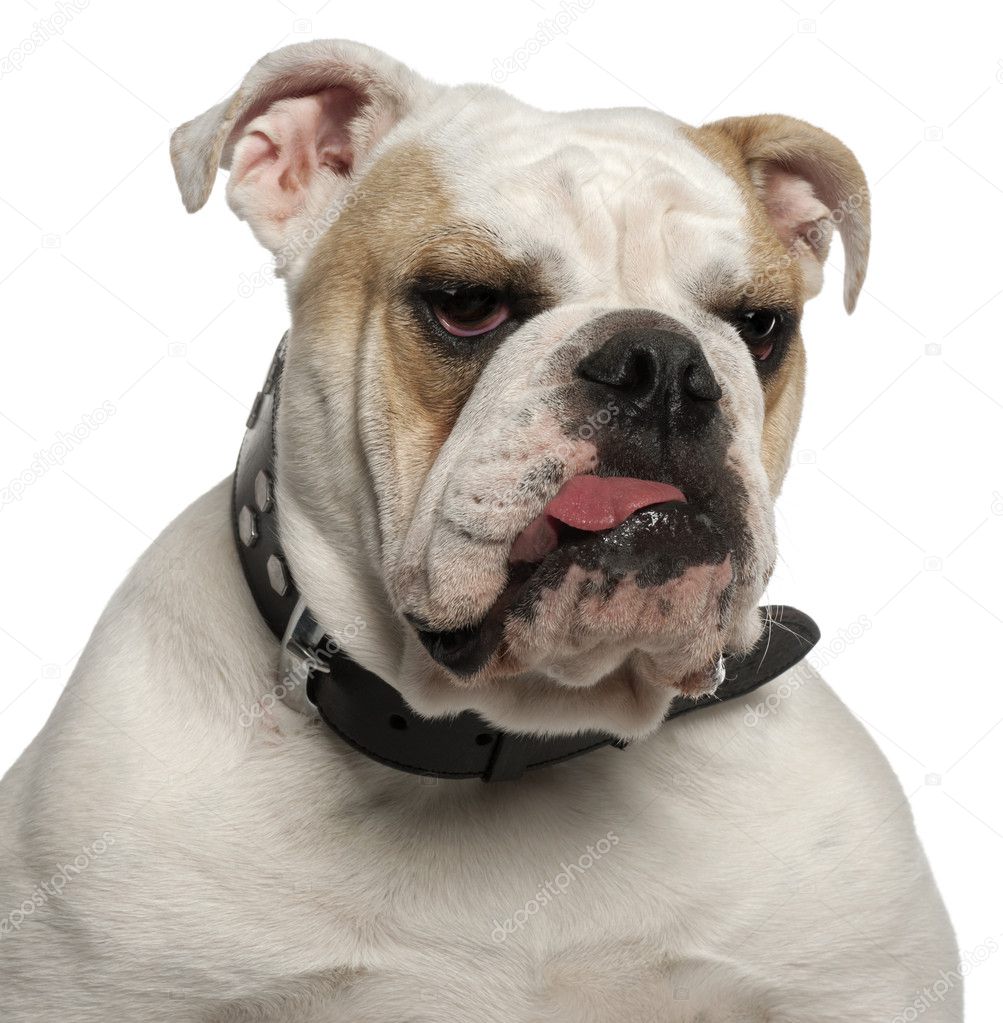 Close-up of English Bulldog, 1 year old, in front of white background