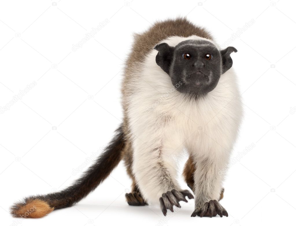 Pied tamarin, Saguinus bicolor, 4 years old, in front of white ...