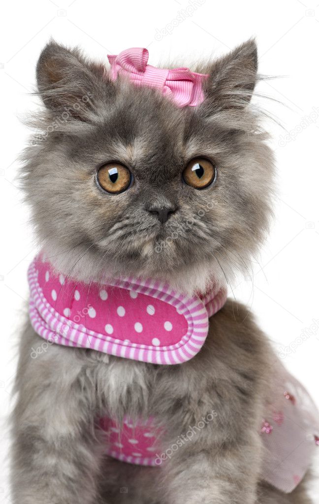 Persian kitten dressed in pink, 3 months old, in front of white background
