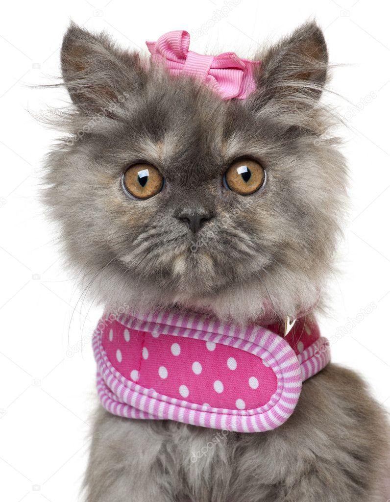 Close-up of Persian kitten dressed in pink, 3 months old, in front of white background