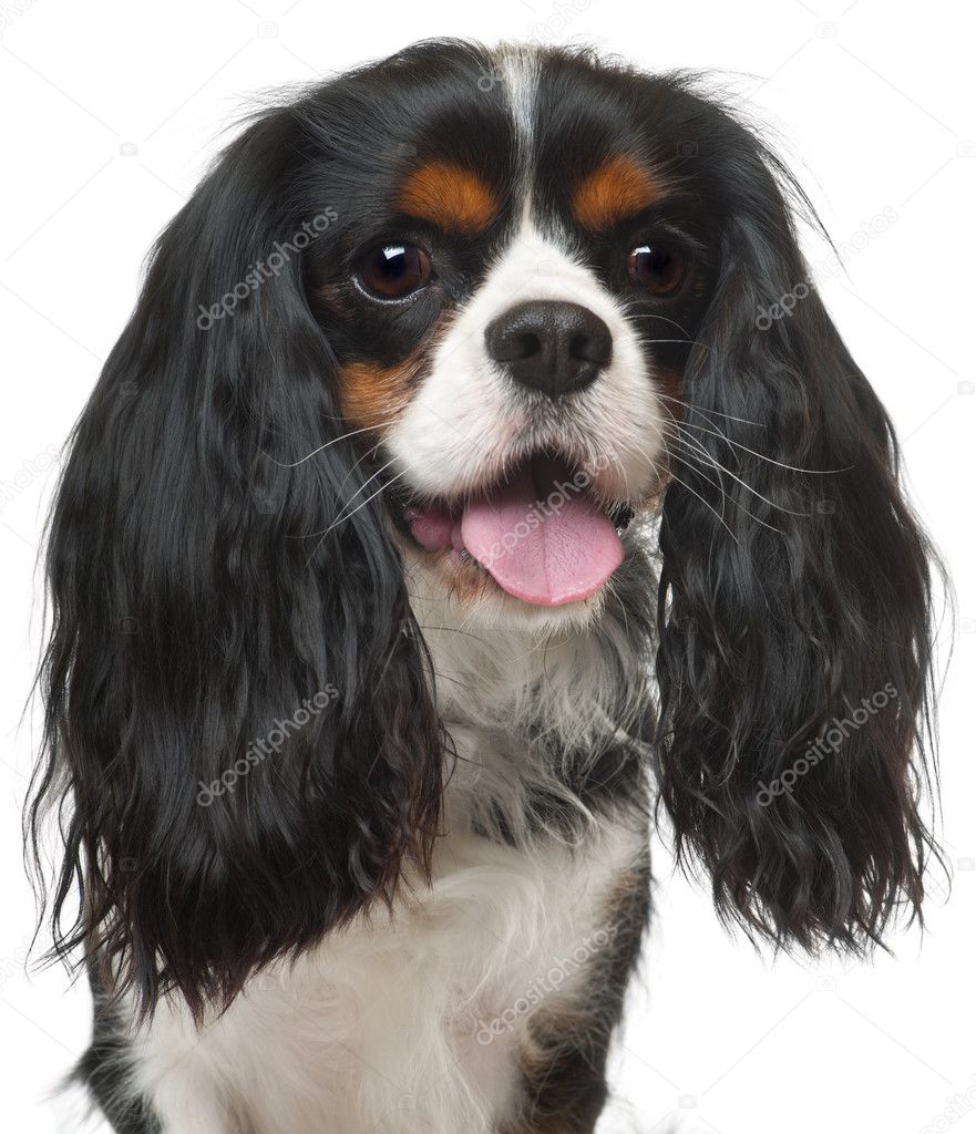 Close-up of Cavalier King Charles Spaniel, 3 years old, in front of white background