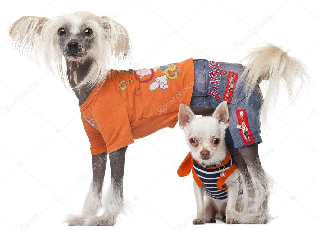 Dressed Chihuahua and Chinese Crested dog in front of white background