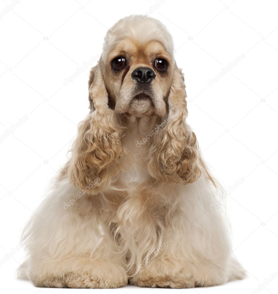American Cocker Spaniel, 1 year old, sitting in front of white background