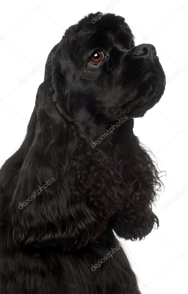 Close-up of American Cocker Spaniel, 1 year old, in front of white background