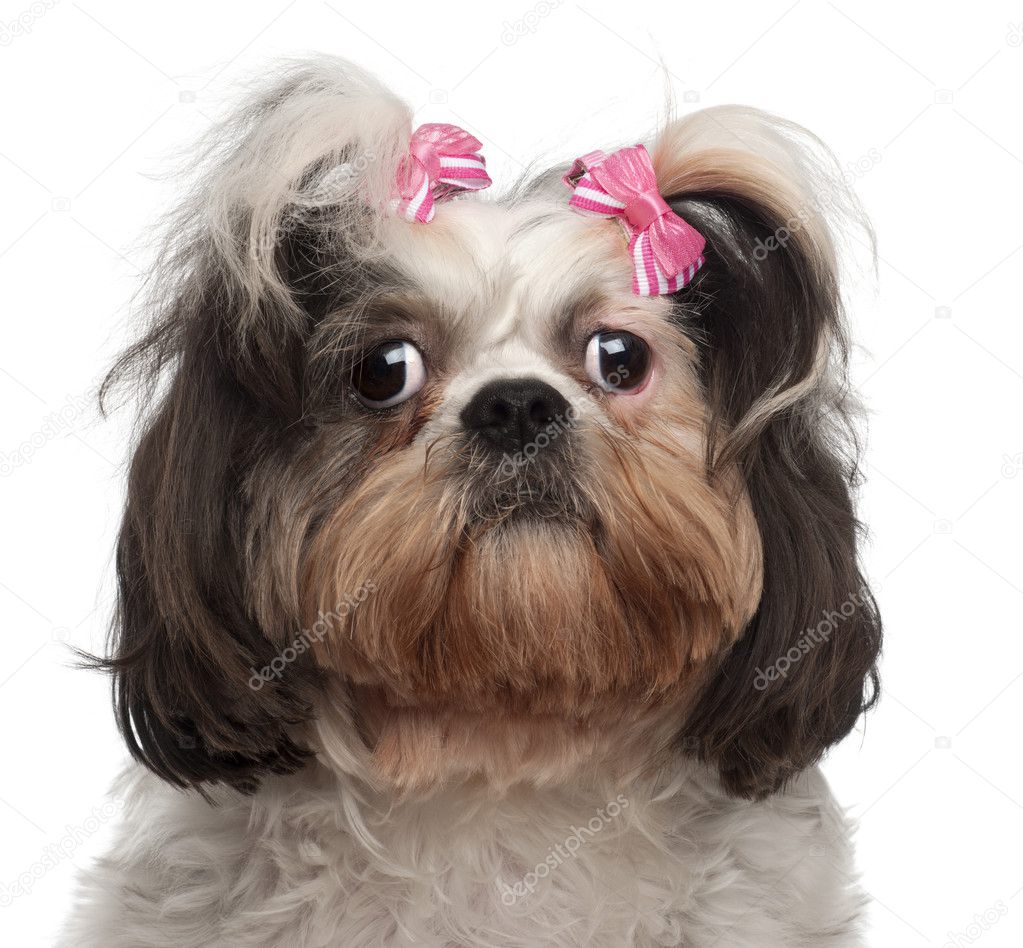 Close-up of Shih Tzu, 18 months old, in front of white background