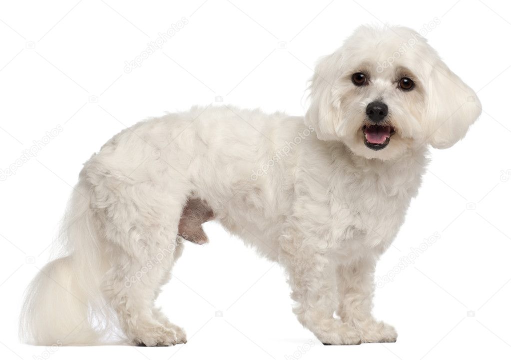 Maltese, 3 years old, standing in front of white background