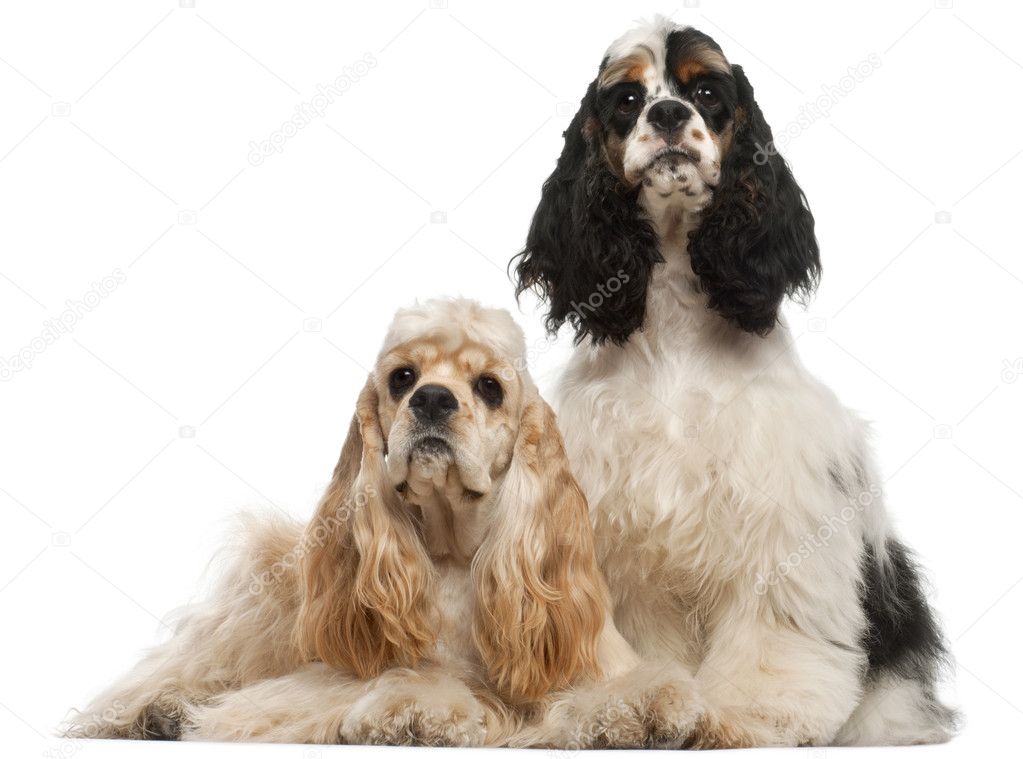 American Cocker Spaniel, 1 year old, and American Cocker Spaniel puppy, 6 months old, in front of white background
