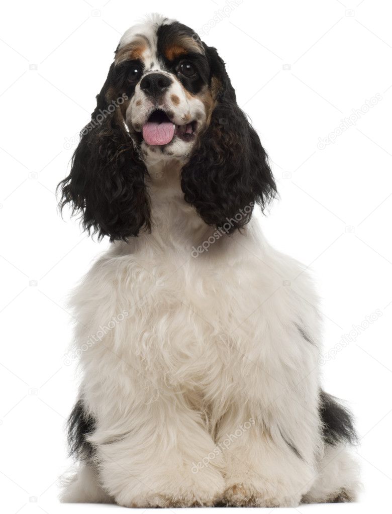 American Cocker Spaniel puppy, 6 months old, sitting in front of white background