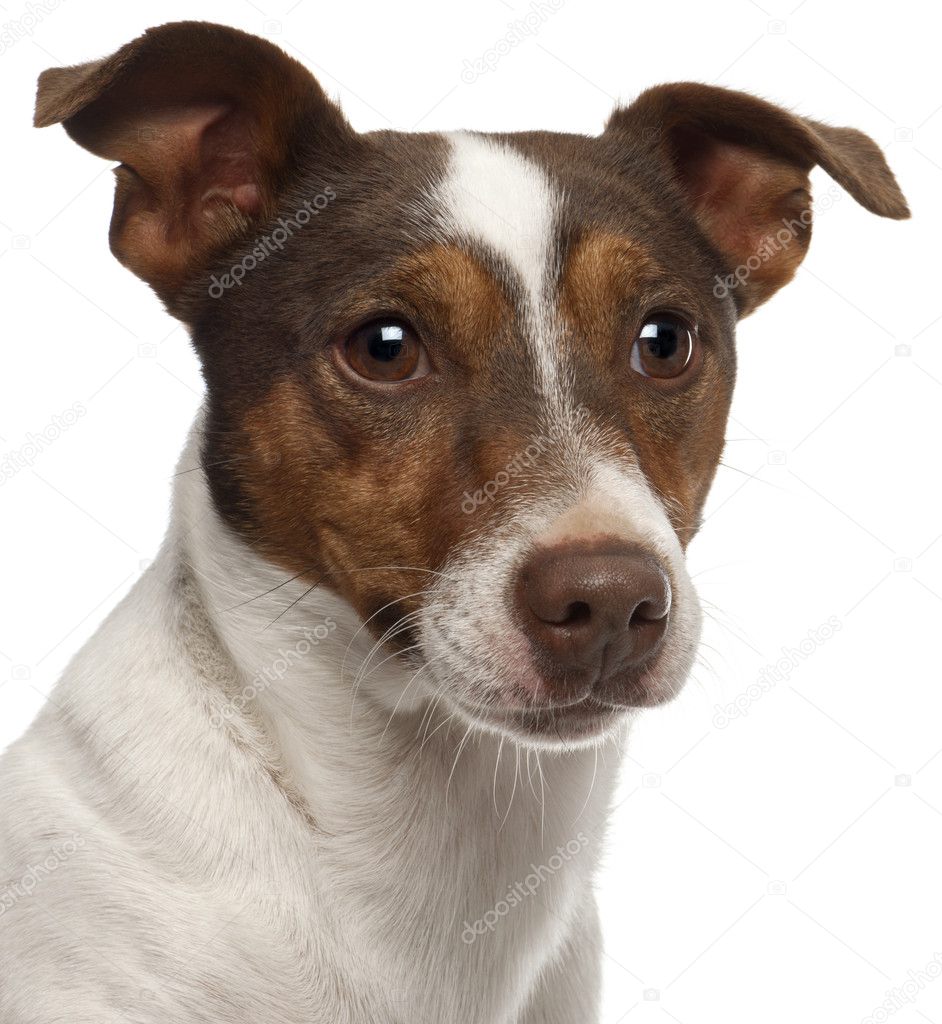 Close-up of Jack Russell Terrier, 3 years old, in front of white background