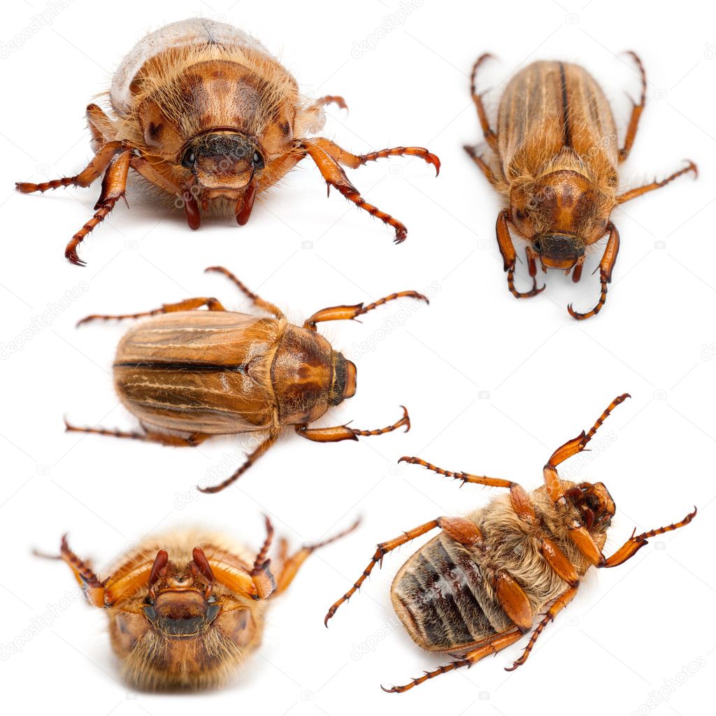5 summer chafer or European june beetles, Amphimallon solstitiale, in front of white background