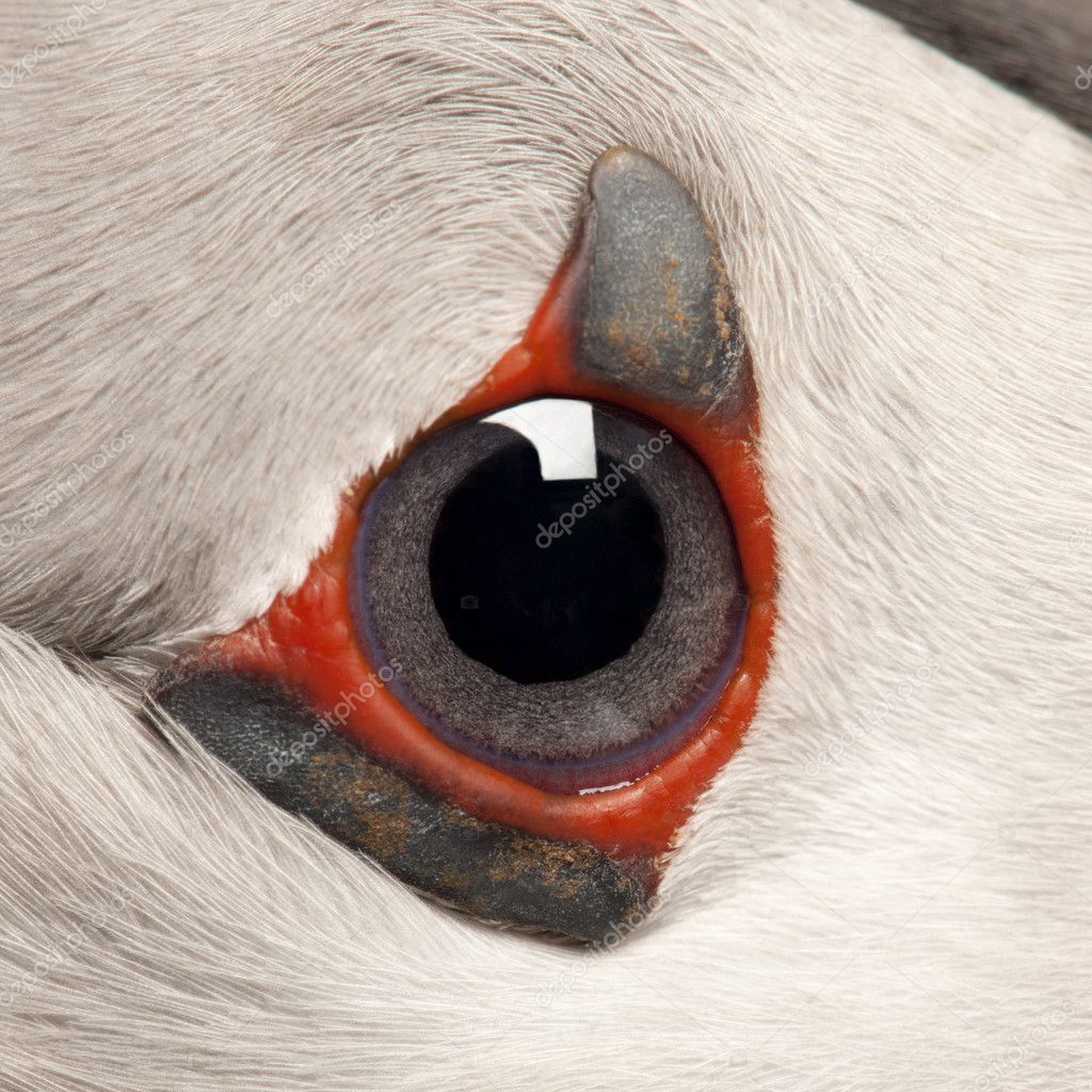 Close-up of Atlantic Puffin eye or Common Puffin eye, Fratercula arctica