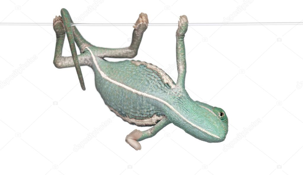 Young veiled chameleon, Chamaeleo calyptratus, hanging on a string in front of white background