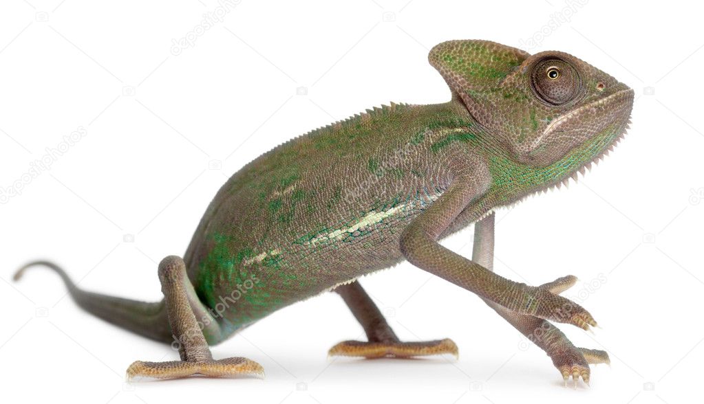 Young veiled chameleon, Chamaeleo calyptratus, in front of white background