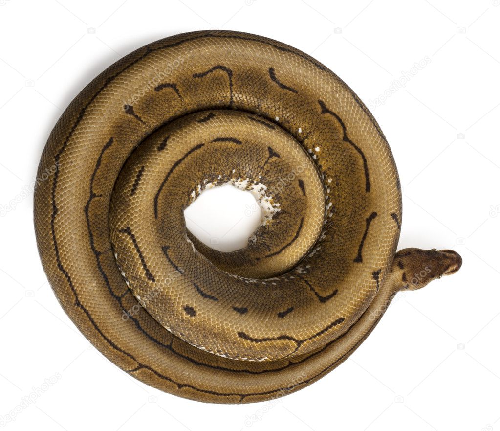 High angle view of Spinner Python, Royal python, ball python, Python regius, 2 years old, in front of white background