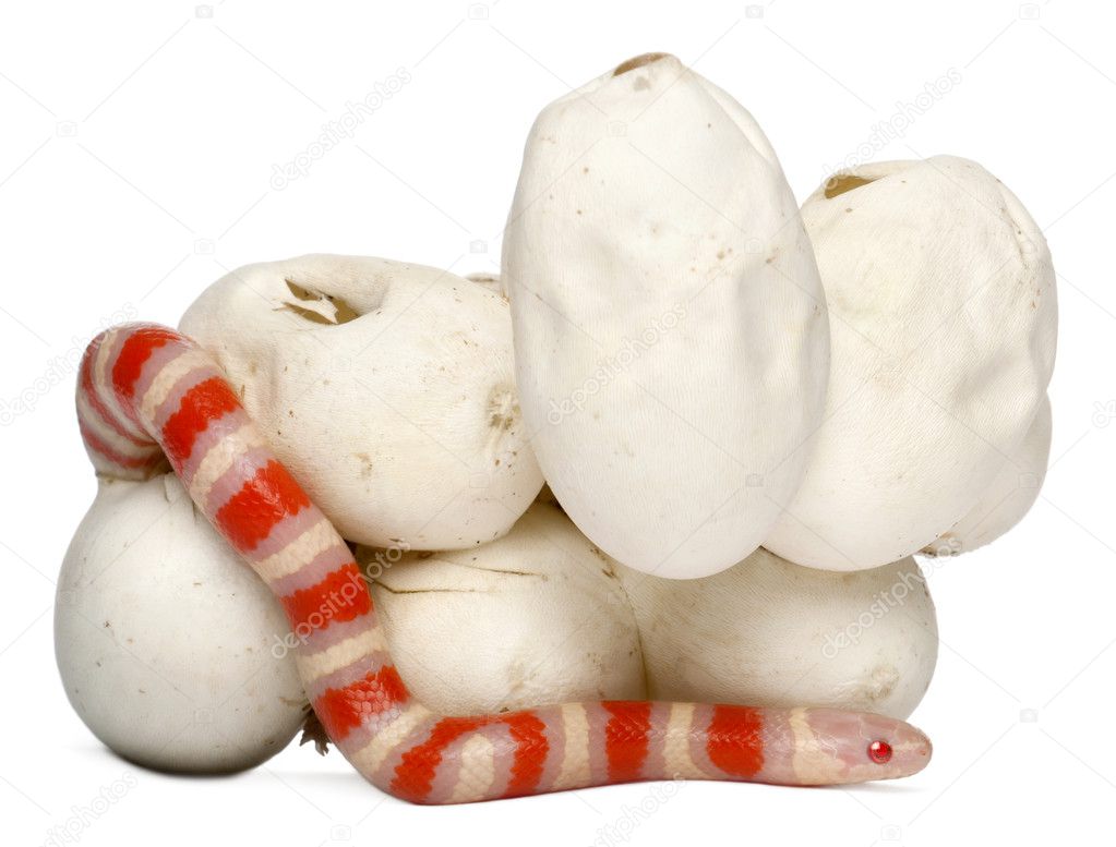 Hypomelanistic milk snake or milksnake, lampropeltis triangulum hondurensis, 17 minutes old, in front of white background
