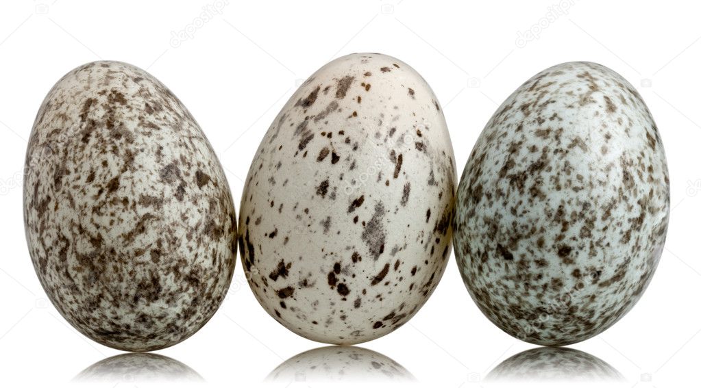 Three House Sparrow eggs, Passer domesticus, in front of white background