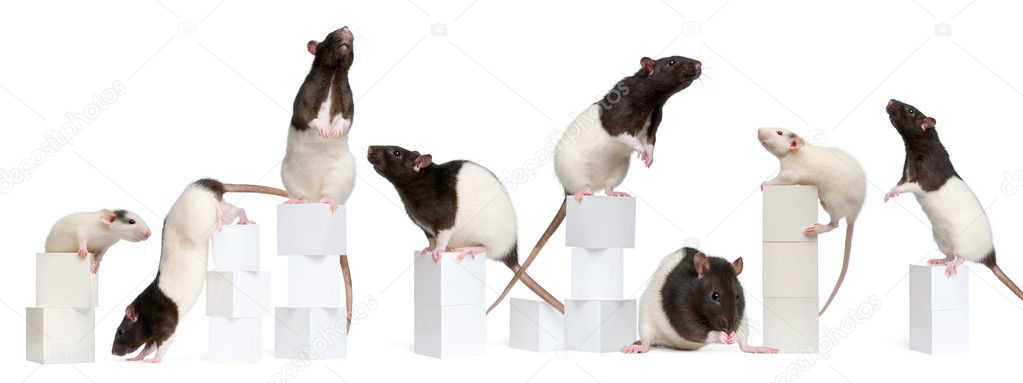 Collage of Fancy Rats, 1 year old, on boxes in front of white background