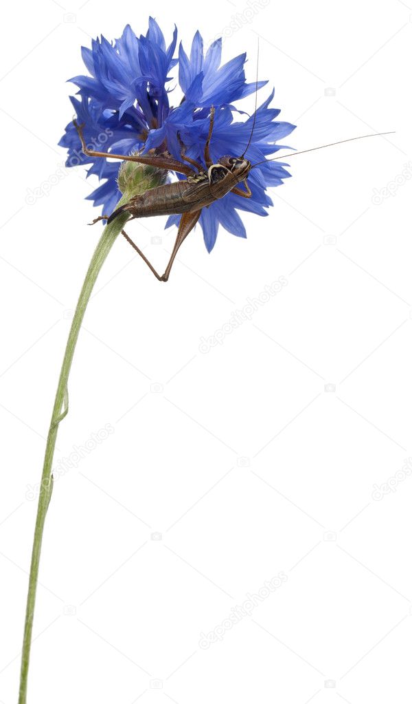 Female Shield-back Katydid, Platycleis tessellata, climbing flower in front of white background