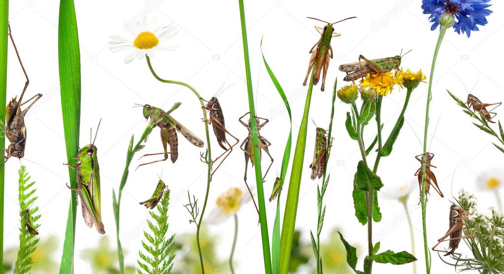 Rural composition of Locust and grasshopper on flowers, grass an